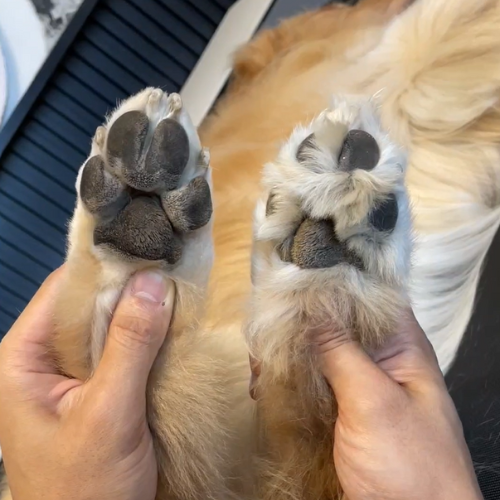 Silent Paw Trimmer Max™